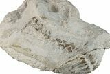 Fossil Oreodont (Merycoidodon) Partial Skull - South Dakota #269887-5